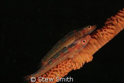 whip coral goby's 60mm macro woody diopter - full frame by Stew Smith 